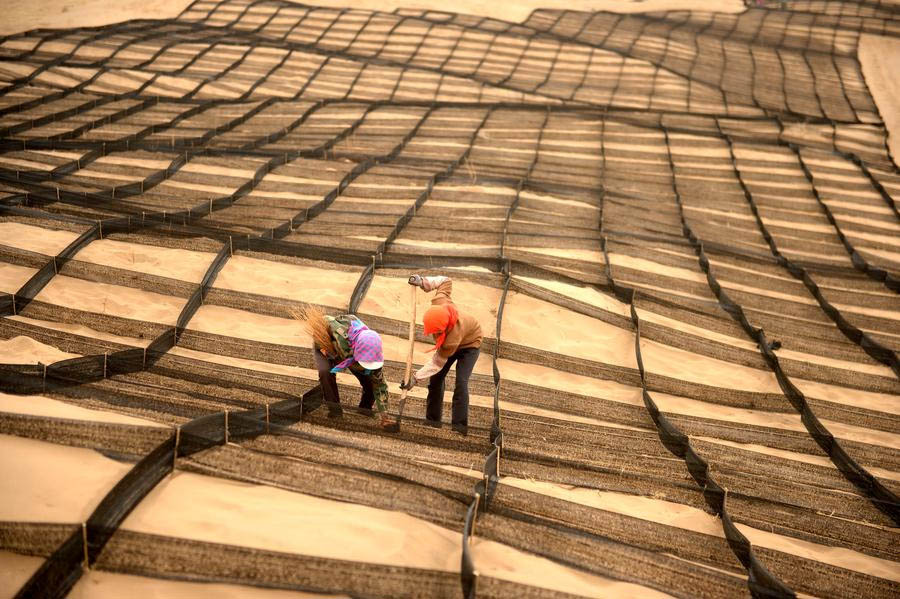 Des villageois de la ville de Zhangye, dans le comté de Linze, dans la province du Gansu dans le nord-ouest de la Chine, utilisent des filets de nylon pour compresser le sable du désert et en faire une terrasse avant de planter des plantes résistantes à la sécheresse jeudi. Ce mode s'est montré efficace et les plantes des sables, comme l'haloxylon ammodendron et la cistanche salsa, ont apporté davantage de bénéfices économiques à la région. Le comté a transformé 25 333 hectares de désert en terrasses en utilisant cette méthode, dont 14 666 hectares ont été plantés. [Photo/Xinhua ]