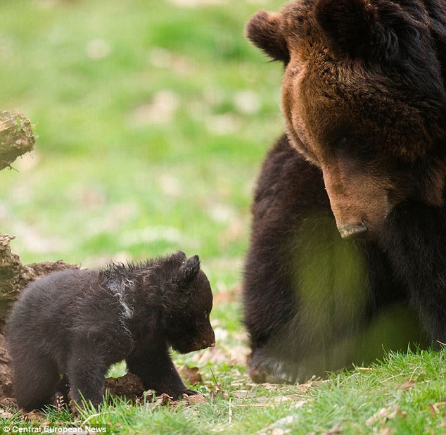 Un zoo suisse vivement critiqué de vouloir euthanaisier un ourson (9)