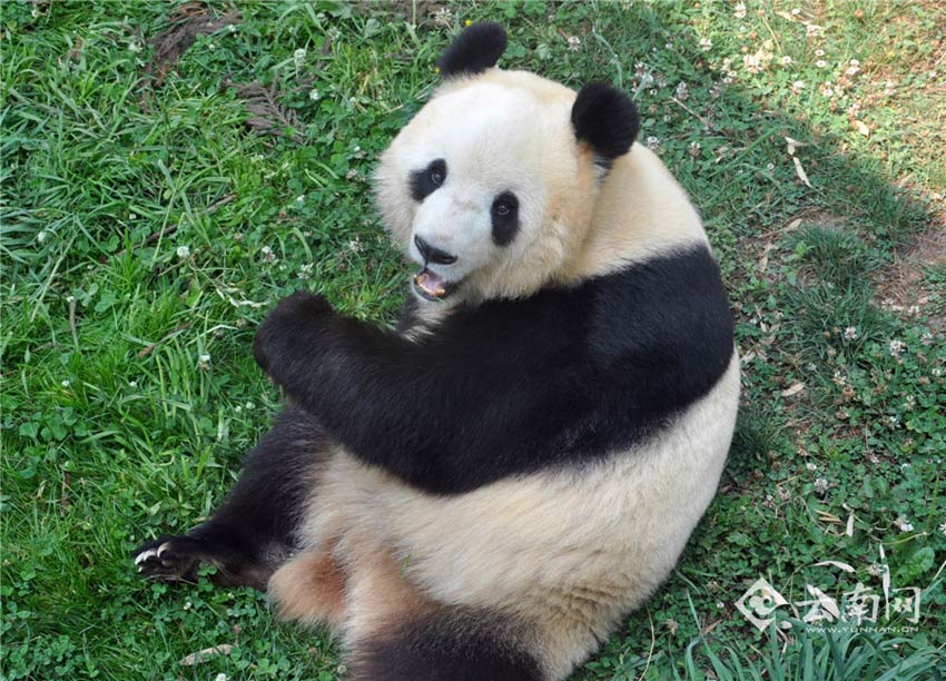 Le panda Sijia joue dans le Parc des Animaux Sauvages du Yunnan, le 14 avril 2014. 