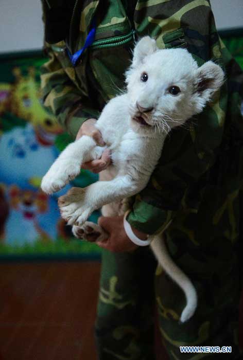 Un éleveur de lion tient un lion blanc de deux mois dans un parc animalier à Hangzhou, capitale de la province du Zhejiang, dans l'est de la Chine, le 21 avril 2014. [Photo/Xinhua]