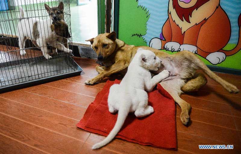 Un lion blanc de deux mois est alimenté par une chienne dans un parc animalier à Hangzhou, capitale de la province du Zhejiang, dans l'est de la Chine, le 21 avril 2014. [Photo/Xinhua]