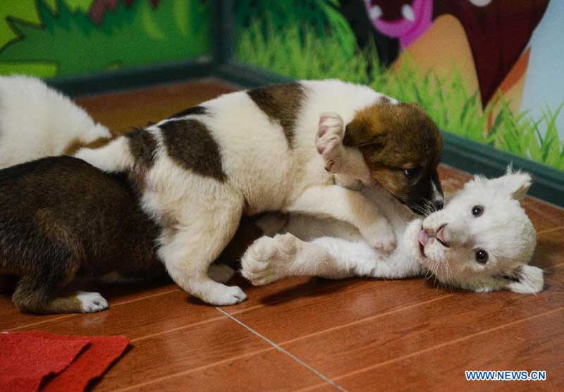 Un lion blanc de deux mois joue avec un chiot dans un parc animalier à Hangzhou, capitale de la province du Zhejiang, dans l'est de la Chine, le 21 avril 2014. Le lionceau blanc est né à Hangzhou en février. Comme sa mère a refusé de le nourrir, une chienne a été amenée ici par le personnel du parc pour lui servir de nourrice. [Photo/Xinhua]