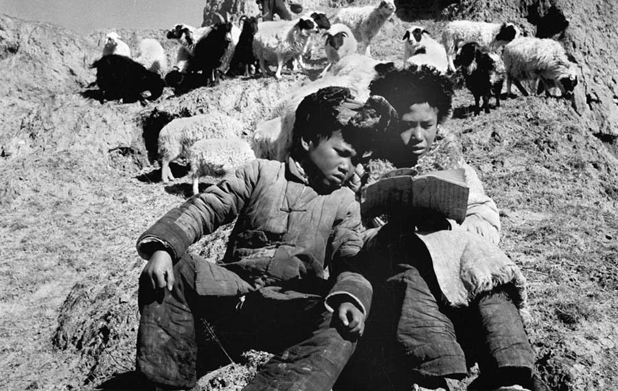 En 1951, dans la province chinoise du Qinghai, deux gar?ons dévorent un livre tout en gardant leurs moutons. (Photo : Xinhua)