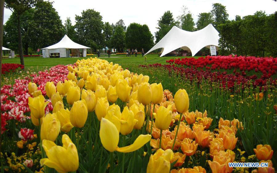 Des tulipes s'épanouissent en Slovénie (2)