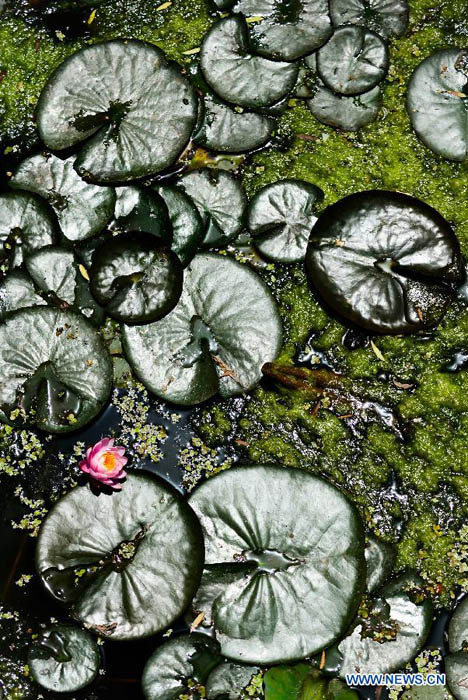 Chine: Des fleurs de lotus s'épanouissent à Xi'an (3)