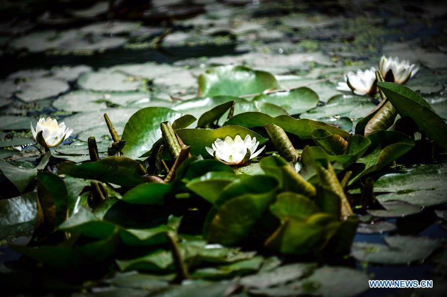 Chine: Des fleurs de lotus s'épanouissent à Xi'an (2)