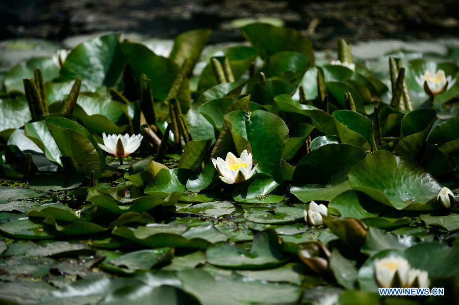 Chine: Des fleurs de lotus s'épanouissent à Xi'an